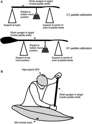 Asymmetries in paddle force influence choice of stroke type for canoe slalom athletes 